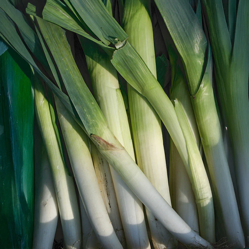 Prei - Blauwgroene Winter