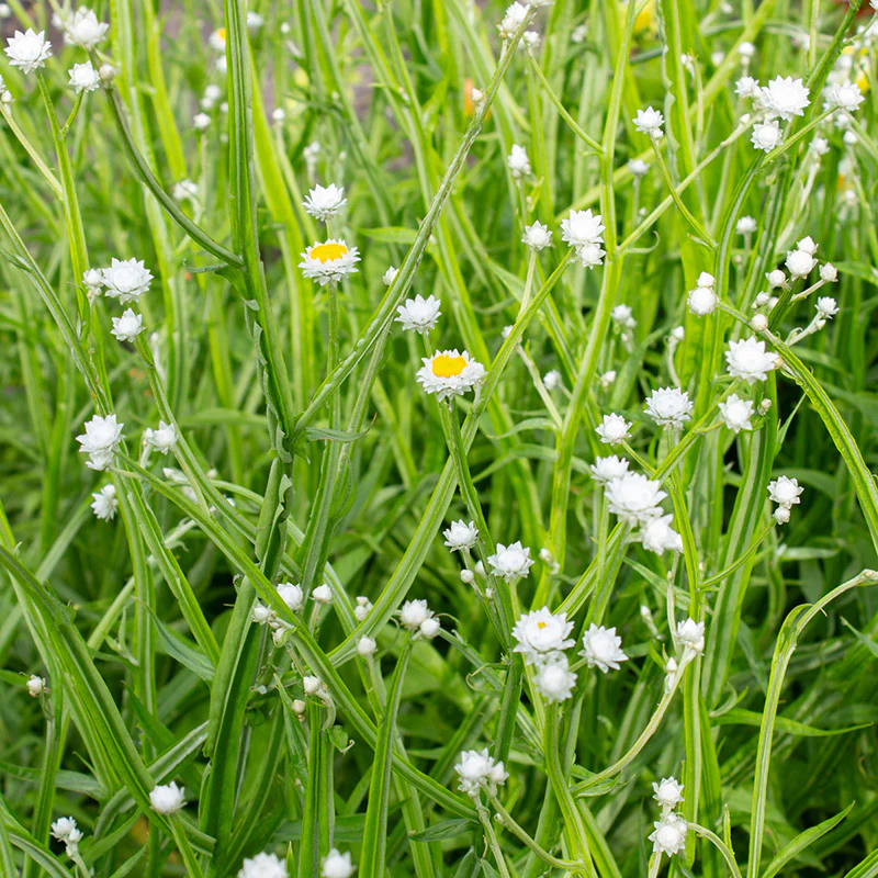 Papierknopje - Grandiflorum