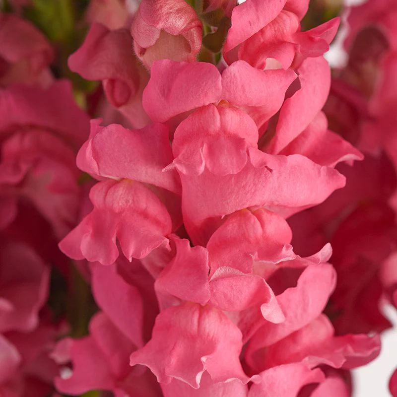 Leeuwenbek - Potomac Dark Pink