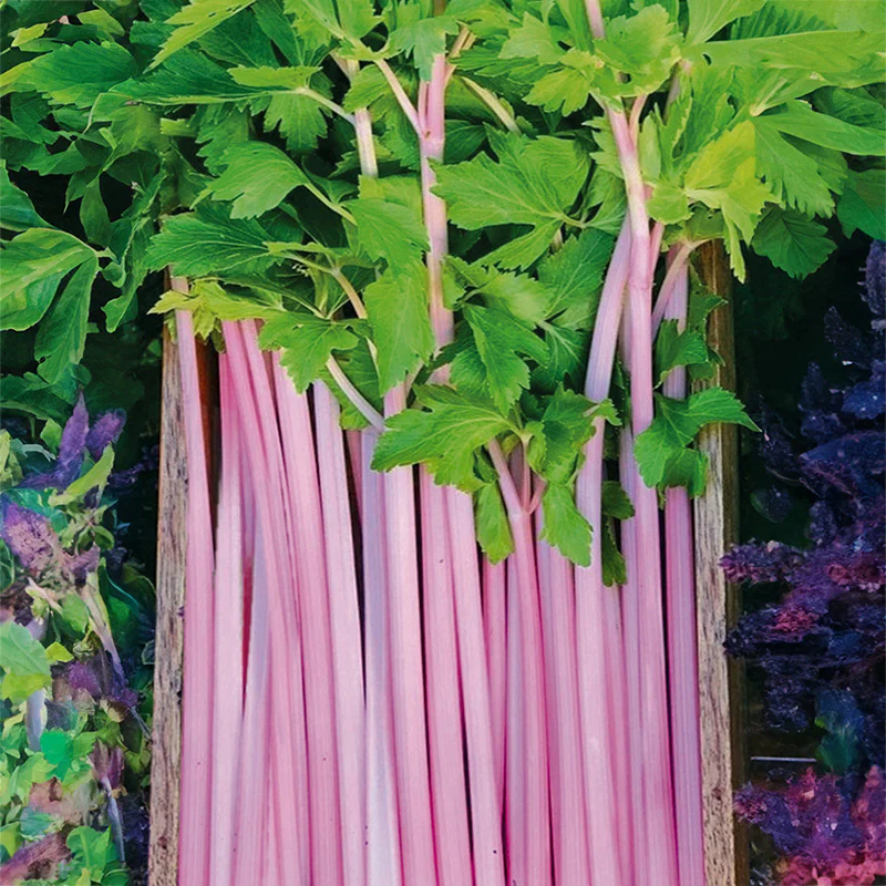Chinese Selderij - Chinese Pink