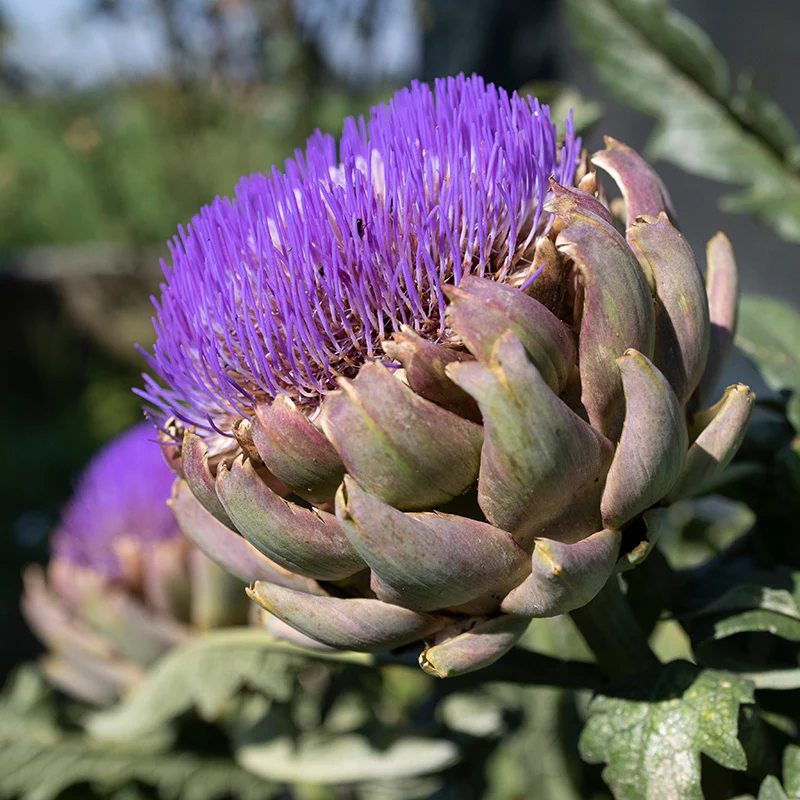 Artisjok - Violet de Provence - Image 2