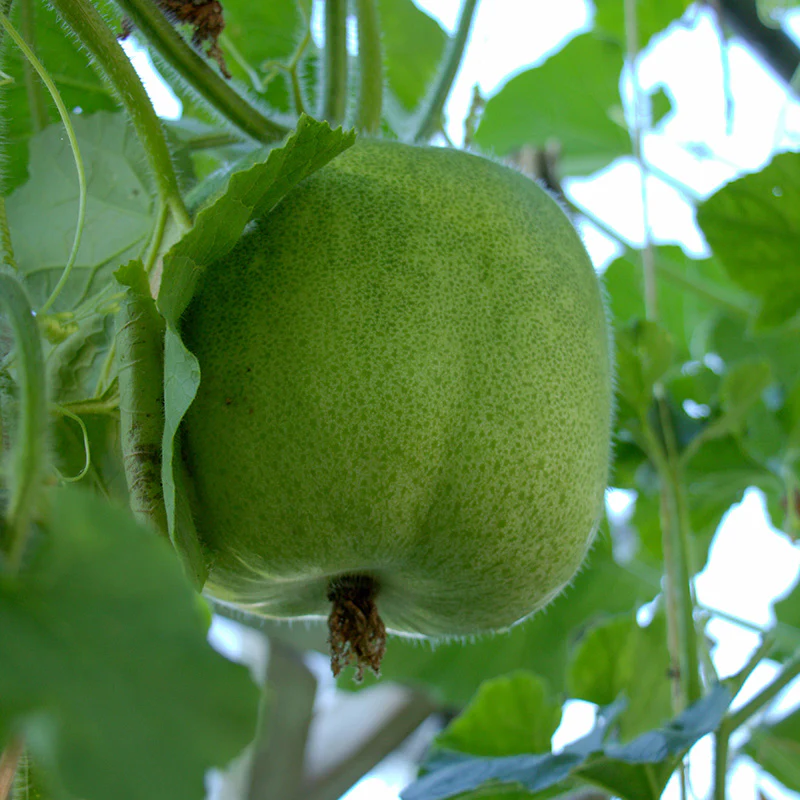 Waspompoen - Benincasa hispida - Image 2