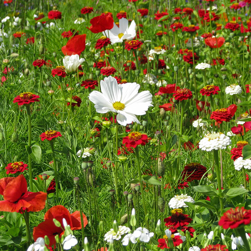Bloemenmengsel - Aardbei-Vanille