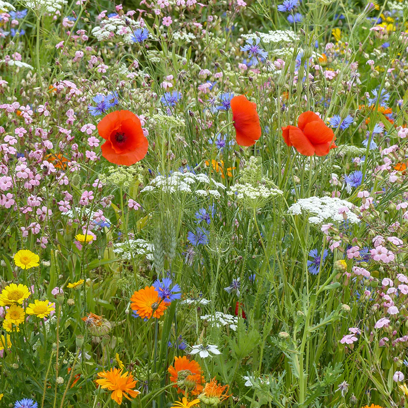 Bloemenmengsel - Wilde Bloemen