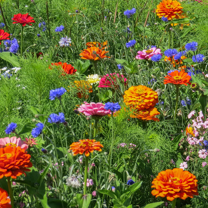 Bloemenmengsel - Plukpret