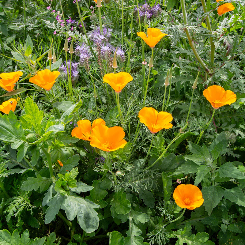 Bloemenmengsel - Venemansmolen - Image 3