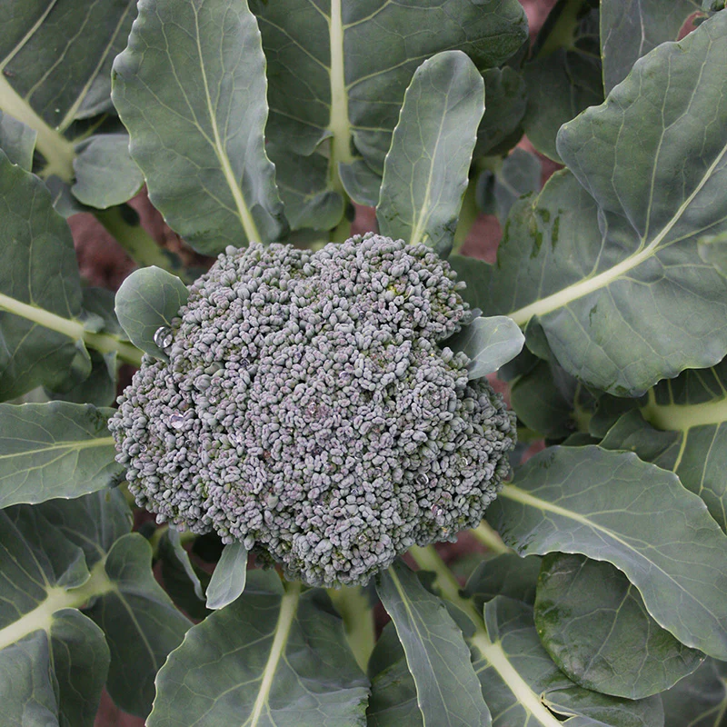Broccoli - Groene Calabrese