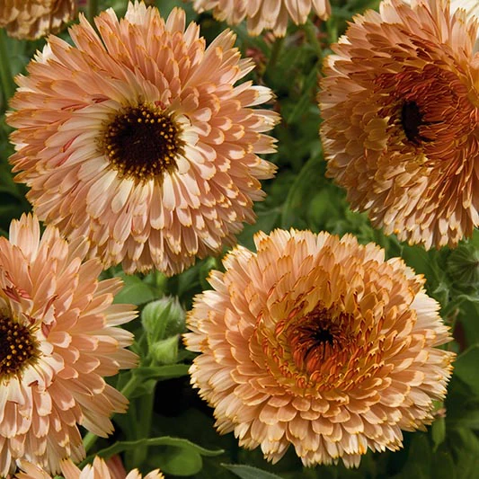 Goudsbloem - Touch of Red Buff