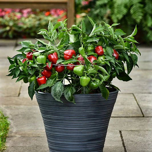 Miniatuur 1