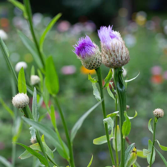 Miniatuur 2