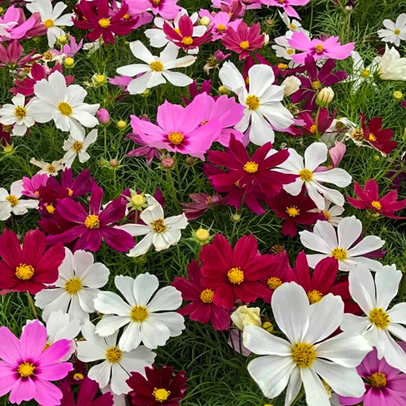 Cosmea - Casanova mix