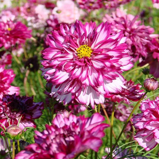 Cosmea - Double Click Bicolour Violet - Image 2