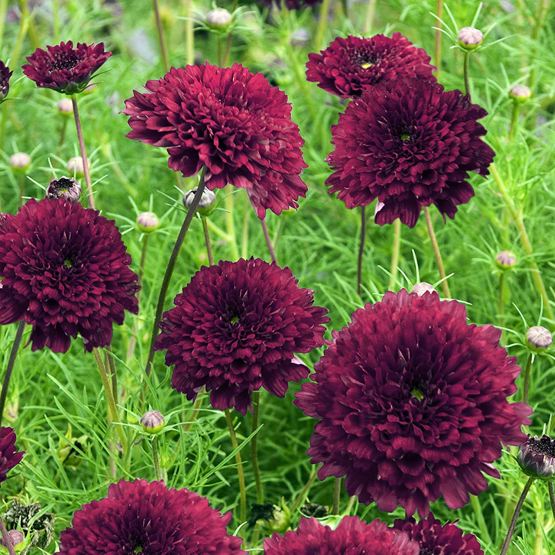 Miniatuur 1