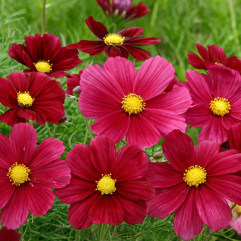 Miniatuur 1