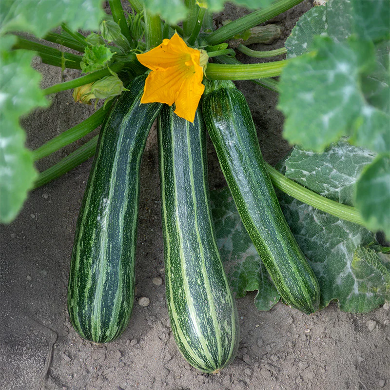 Miniatuur 1