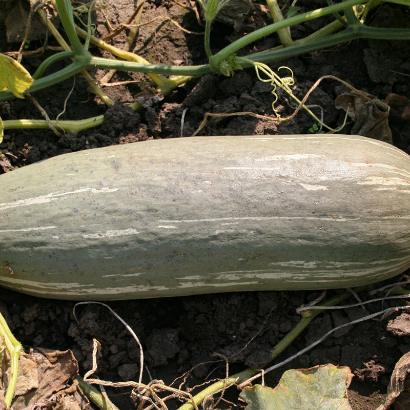 Pompoen - Guatemalan Blue Banana