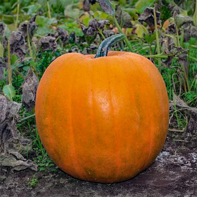 Halloweenpompoen - Jack O'Lantern