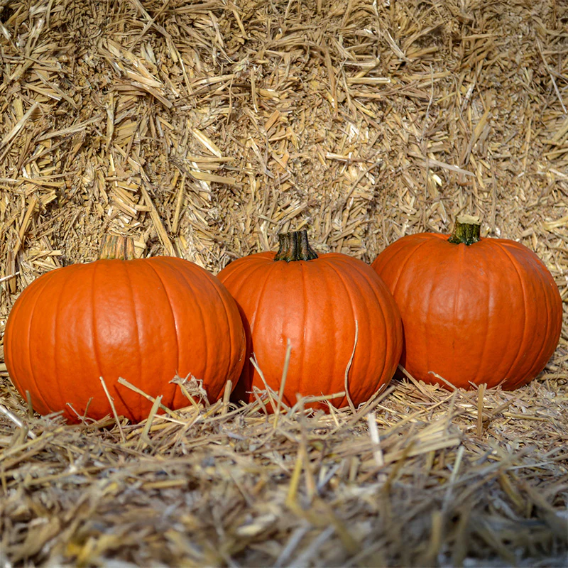 Halloweenpompoen - Mars F1 - PMT