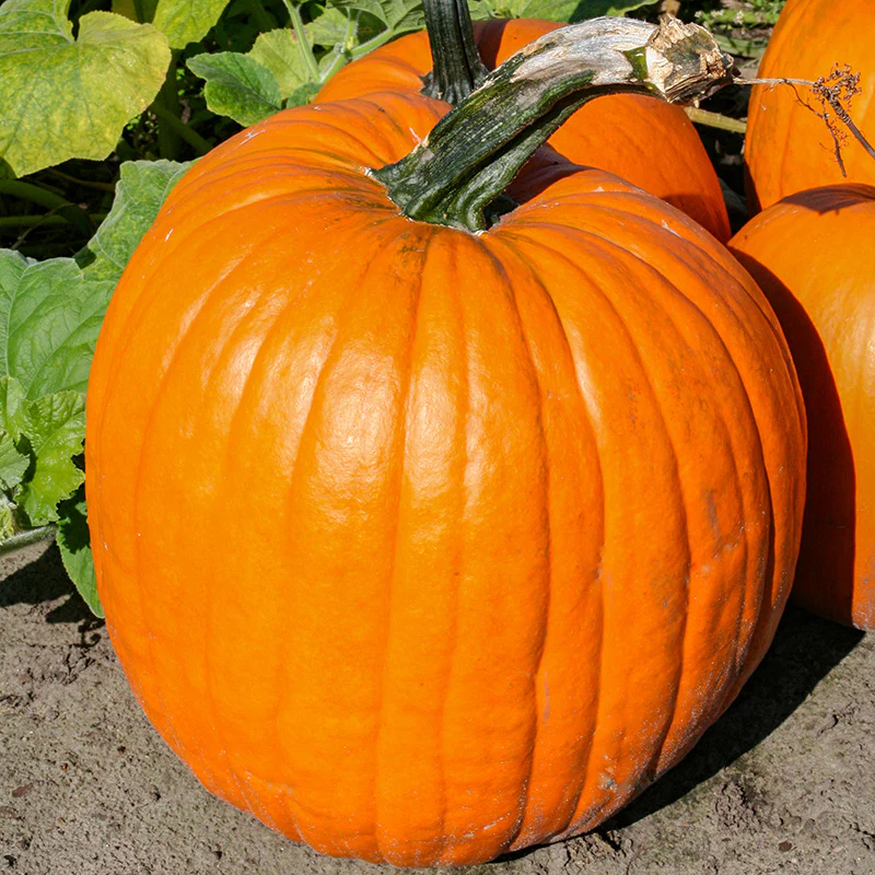 Halloweenpompoen - Phat Jack