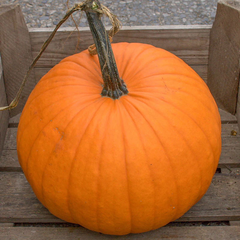 Halloweenpompoen - Racer Plus F1- PMT