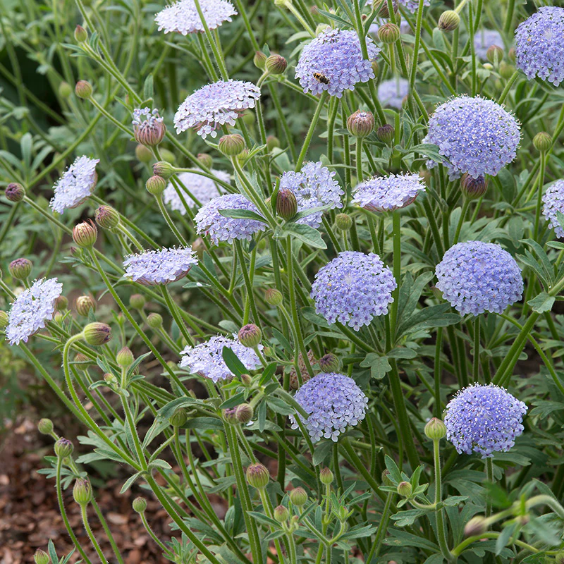 Kantbloem - Lacy Blue - Image 3