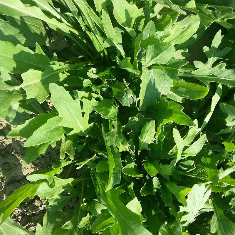 Wilde Rucola - Sylvetta