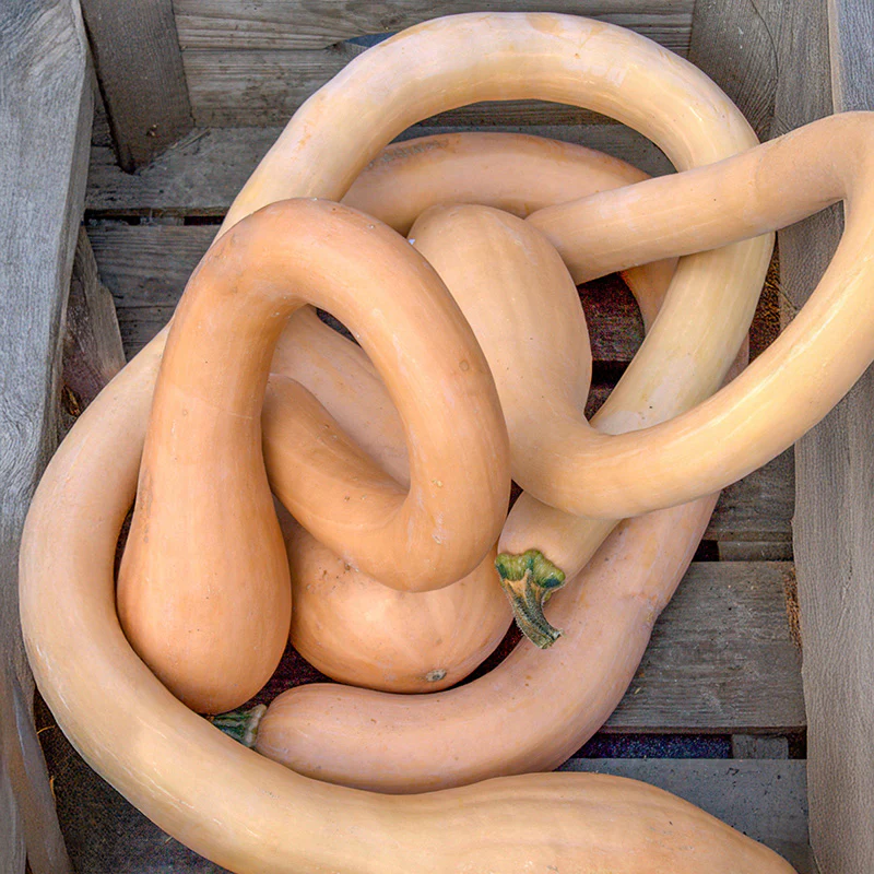 Flespompoen - Canadian Crookneck