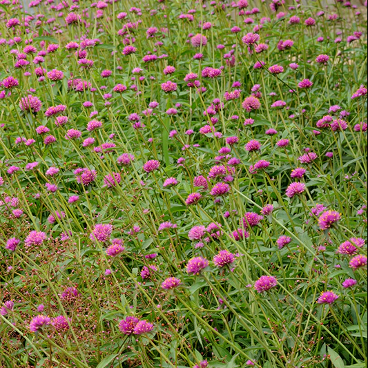 Kogel Amaranth - Fireworks