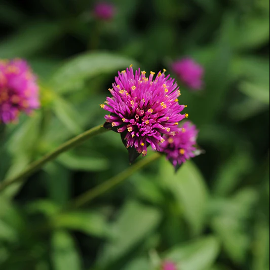 Kogel Amaranth - Fireworks - Image 2