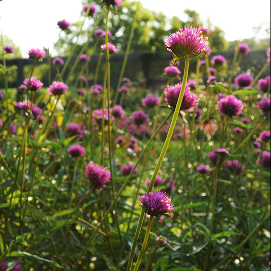 Kogel Amaranth - Fireworks - Image 3