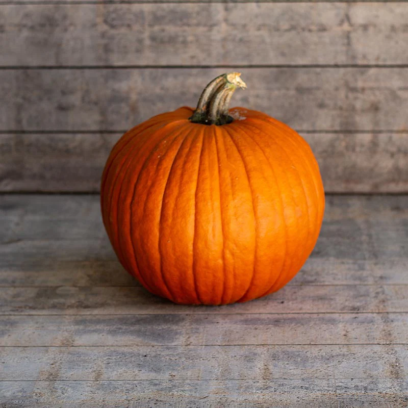 Halloweenpompoen - Gold Medal F1