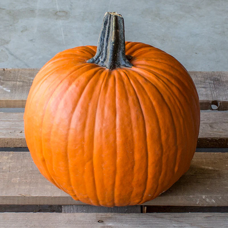 Halloweenpompoen - Carrie F1 PMT