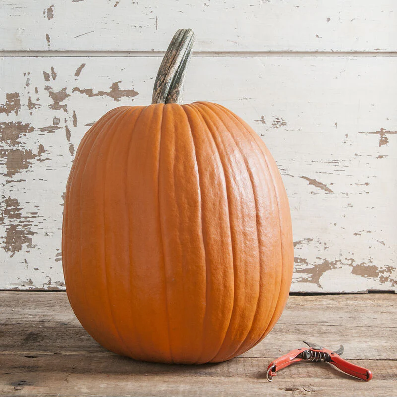 Halloweenpompoen - Champion F1