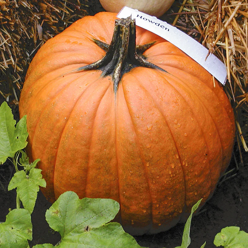 Halloweenpompoen - Howden