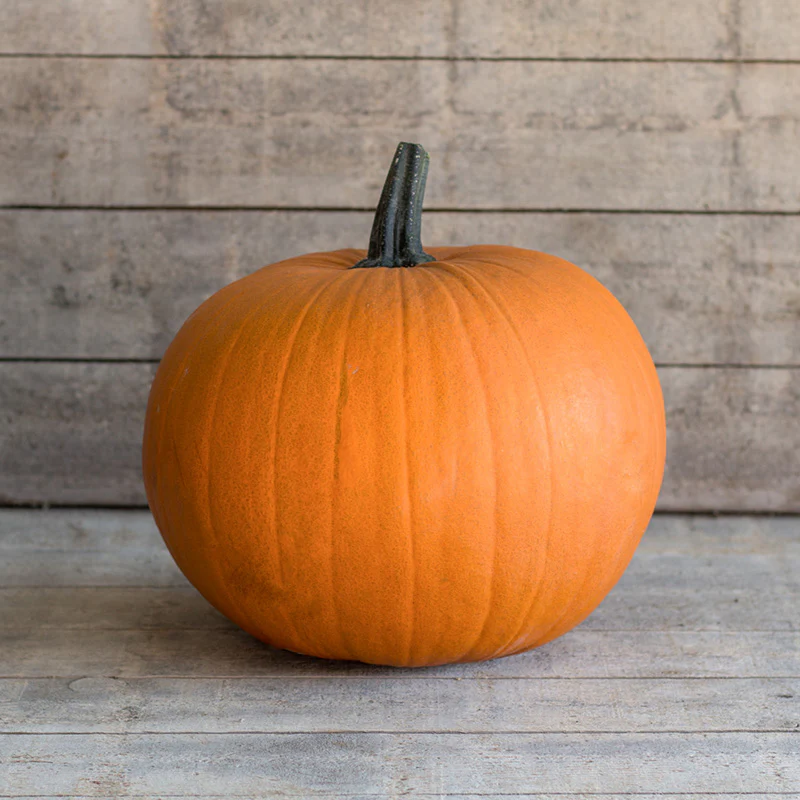 Halloweenpompoen - Jack of All Trades F1