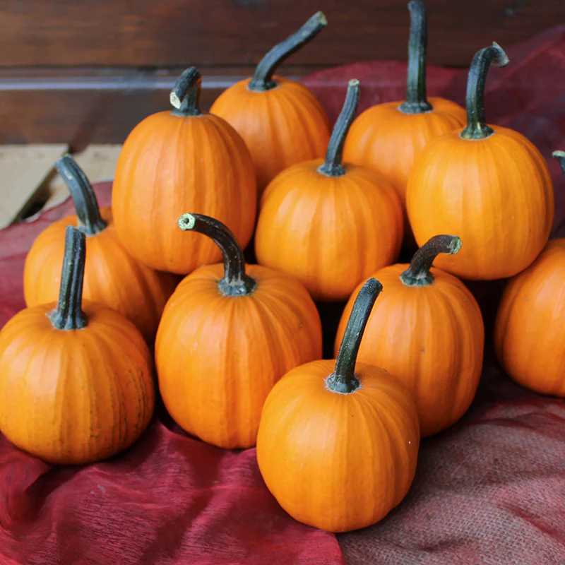 Halloweenpompoen - Miss Julie F1