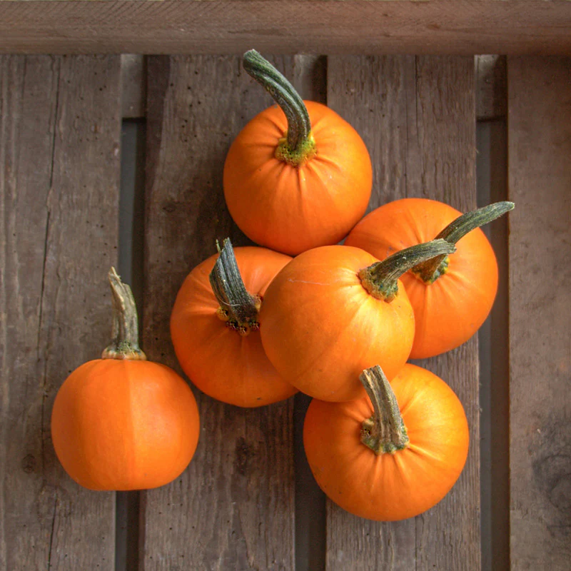 Halloweenpompoen - Wee-B-Little
