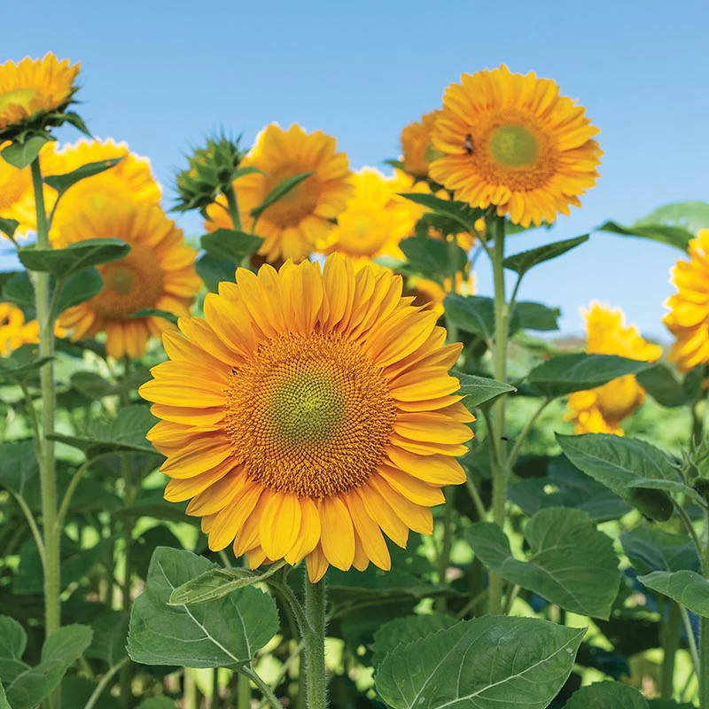 Zonnebloem - ProCut Gold Lite F1