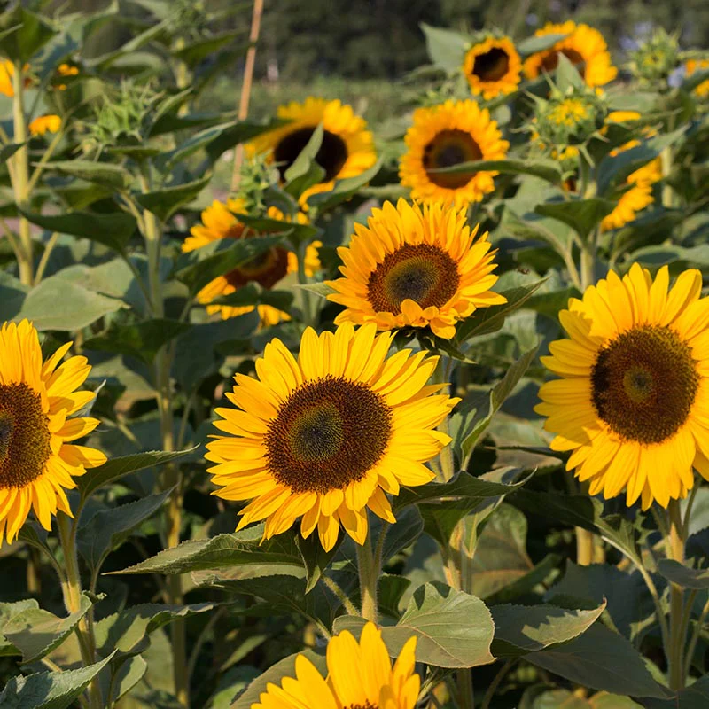 Zonnebloem - Sunrich Orange F1