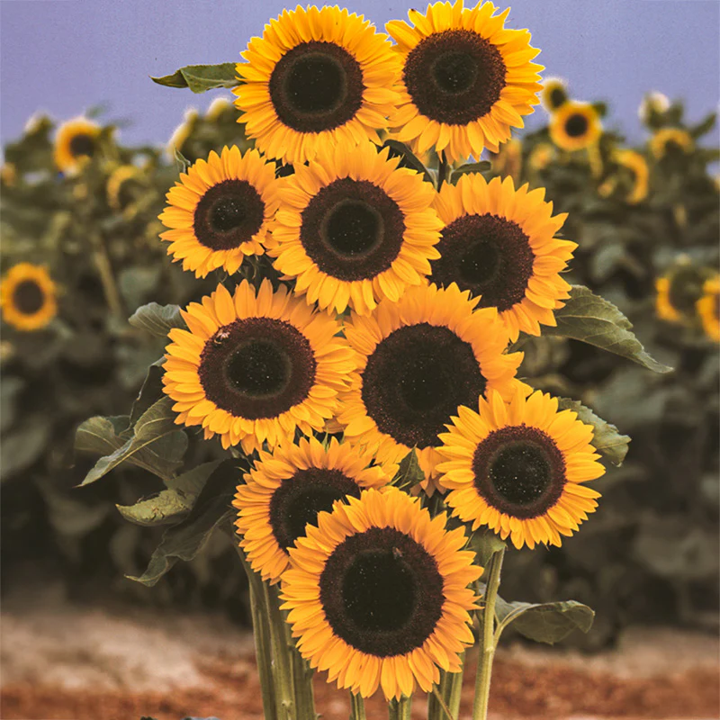 Zonnebloem - Tiffany F1