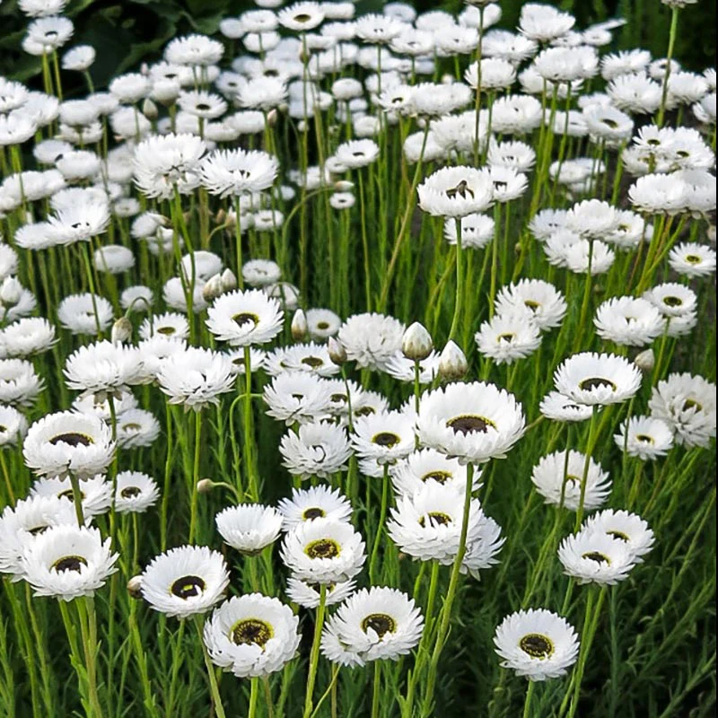 Zonnestrobloem - Pierrot White