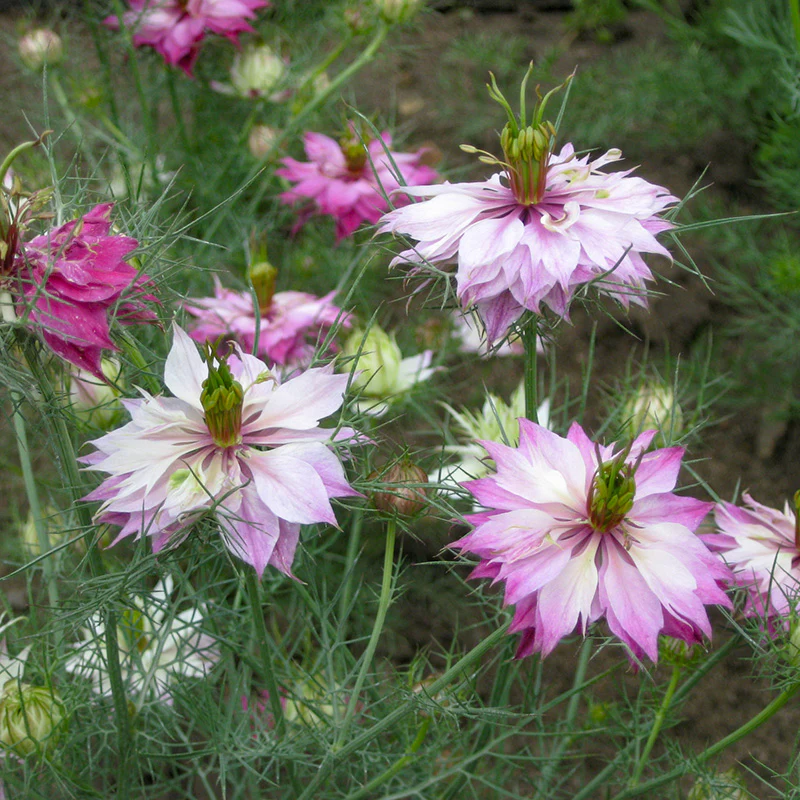 Juffertje-in-het-groen - Persian Rose