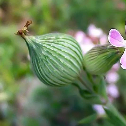 Kegelsilene - Balletje-Balletje - Image 2
