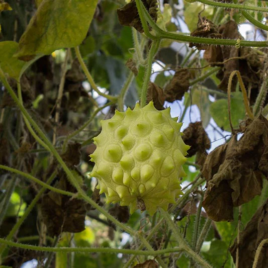 Kiwano Rond - Image 2