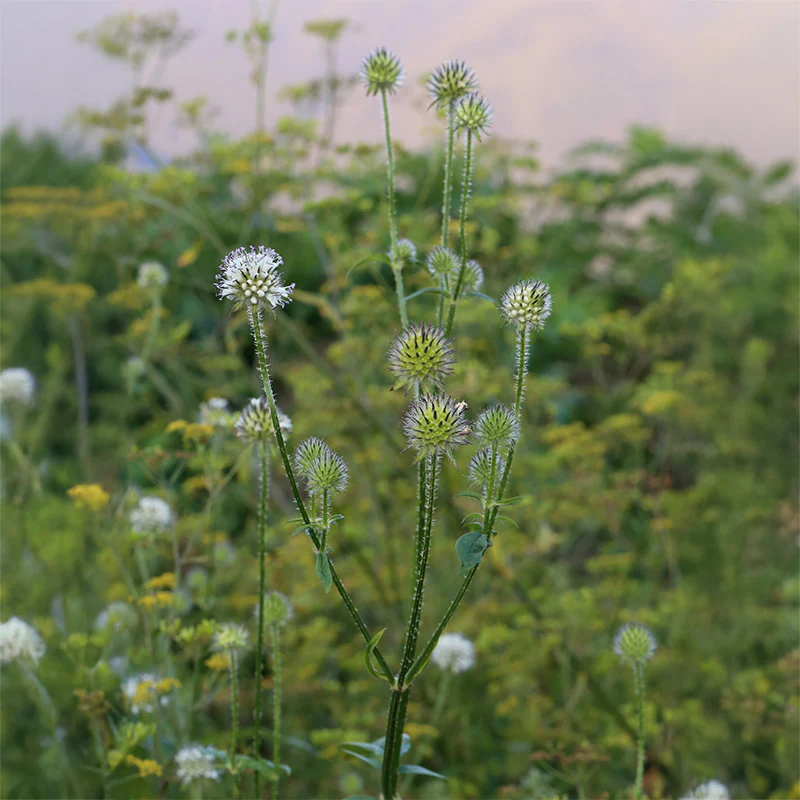 Miniatuur 2