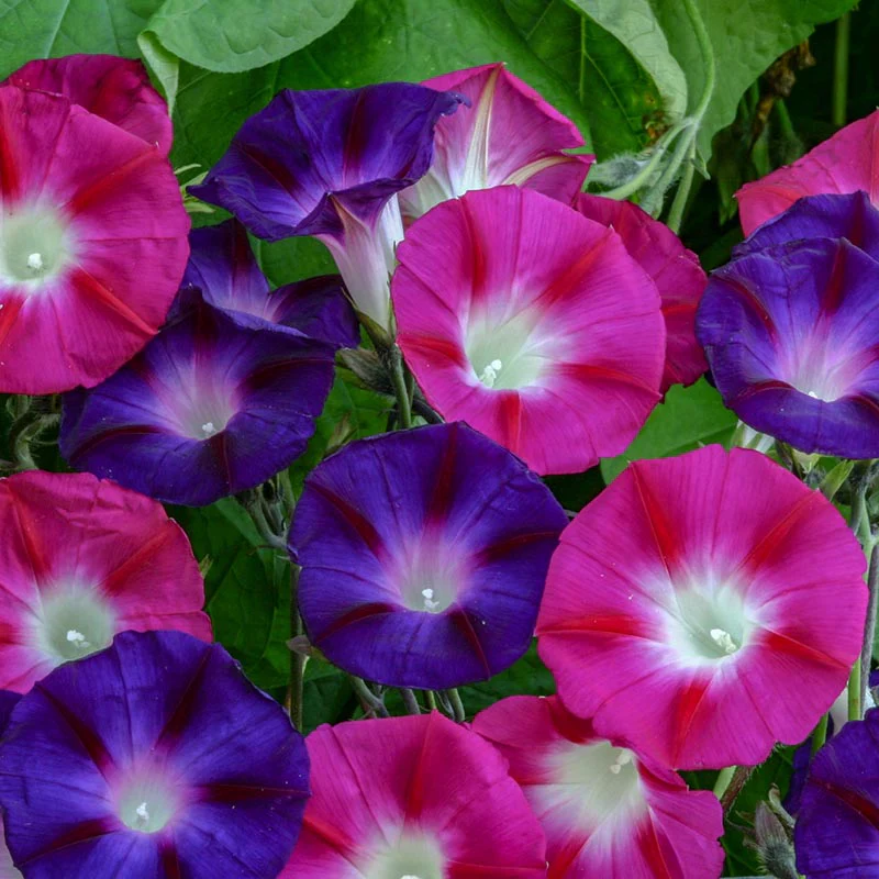 Klimmende Winde - Bohemian Shades