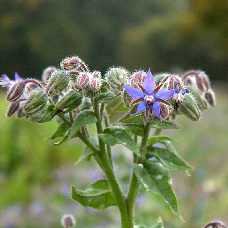 Komkommerkruid - Blauw