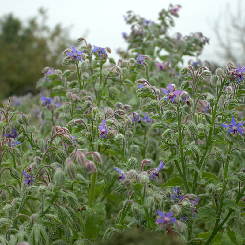 Komkommerkruid - Blauw - Image 2