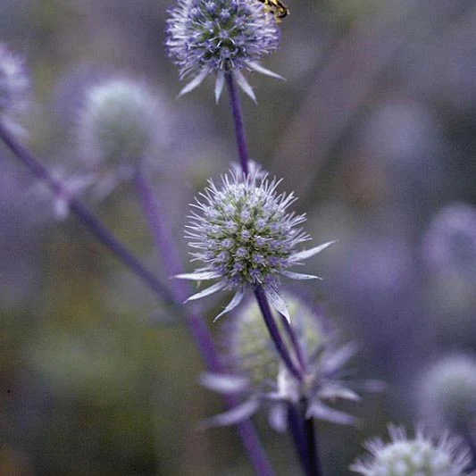 Kruisdistel - Blue Glitter