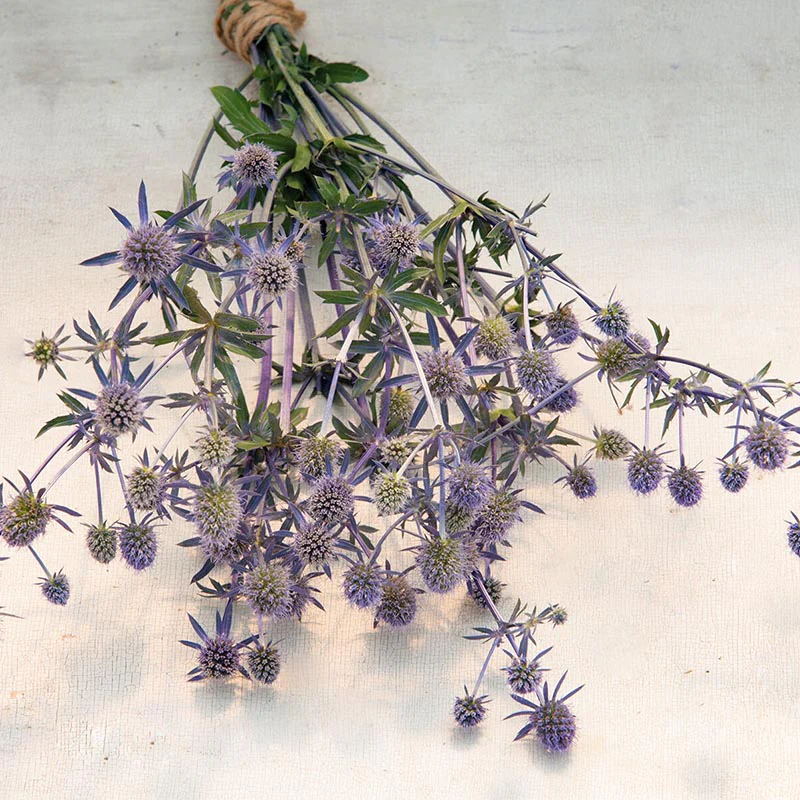 Kruisdistel - Blue Glitter - Image 2